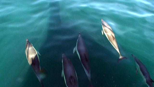 Bow Wave Riding Atlantic White-Sided Dolphins by Todd Kelly